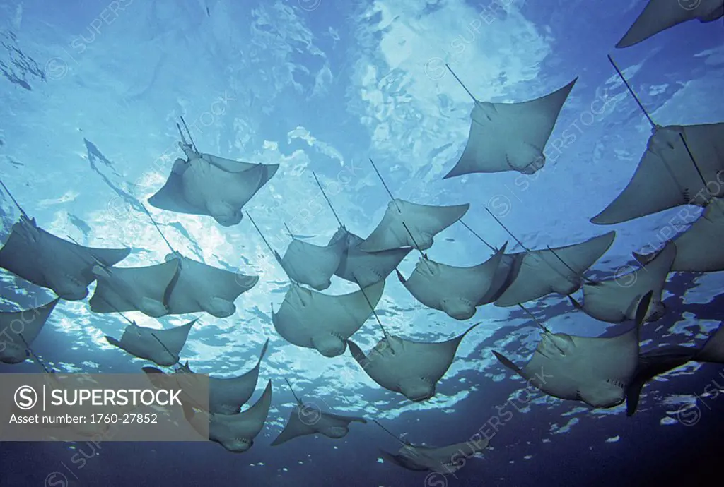 Galapagos Islands, School of cownose rays Rhinoptera steindachneri, view from below