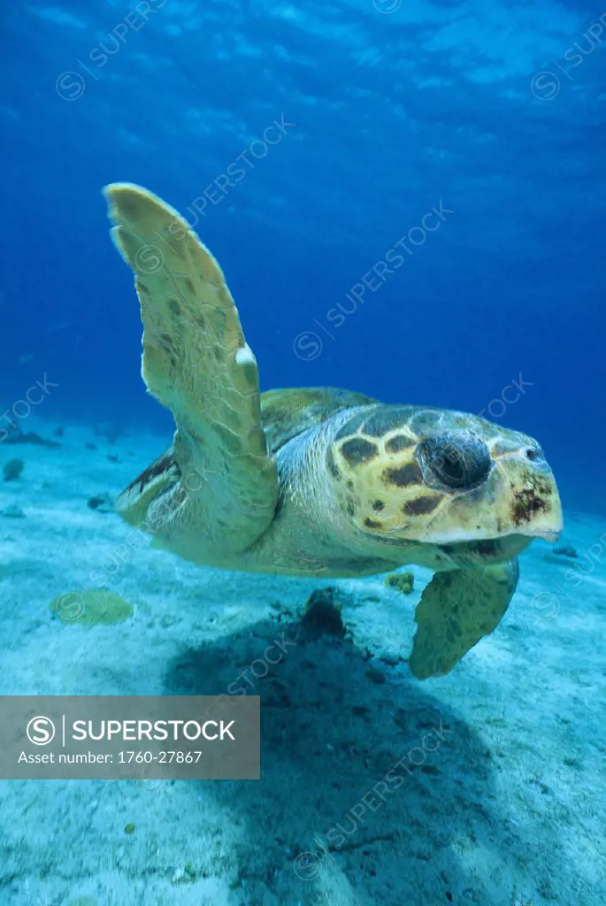 Closeup, face of loggerhead turtle, Caretta caretta, Bahamas, Atlantic