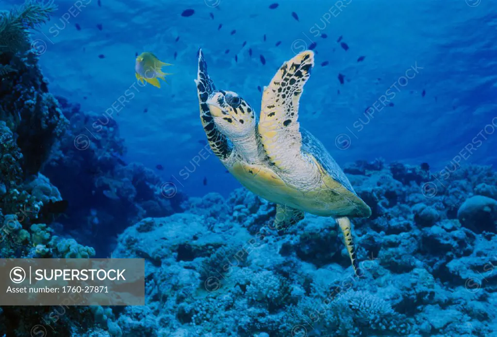 Malaysia Layang Layang Atoll hawksbill sea turtle swims (Eretmochelys imbricata) over reef, South China