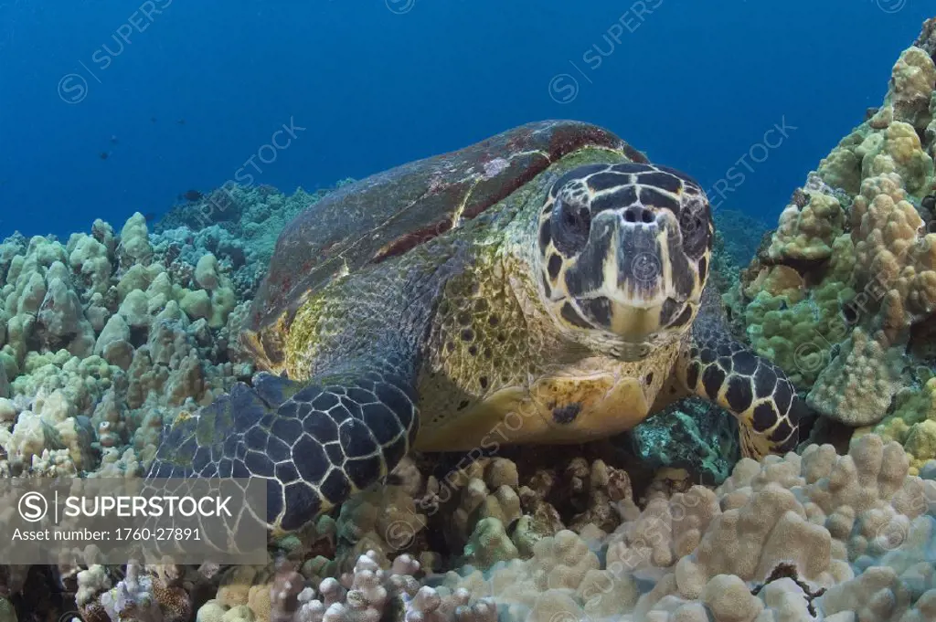 Hawaii, Big Island, Hawksbill turtle (Eretmochelys imbricata) sitting on the coral.
