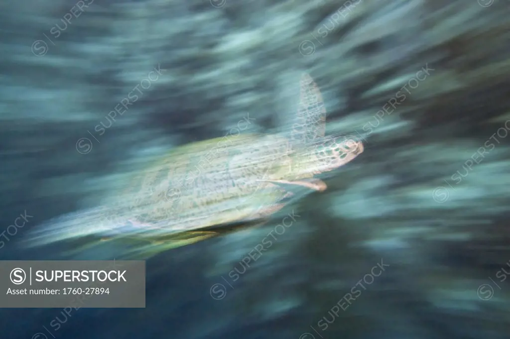 Malaysia, Sipidan Island, Green sea turtle (Chelonia mydas) motion blur