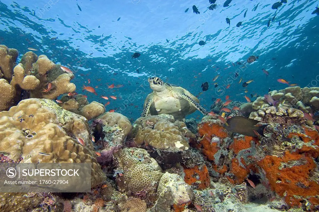 Malaysia, Sipidan, Green Sea Turtle Chelonia mydas on colorful coral reef with schooling fish