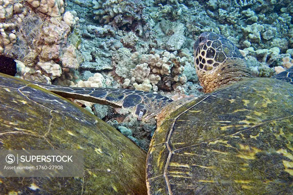 Hawaii, Closeup on shells of two Green Sea Turtles Chelonia mydas on colorful coral reef, one tagged ´k-11´ by National Marine Fisheries Service