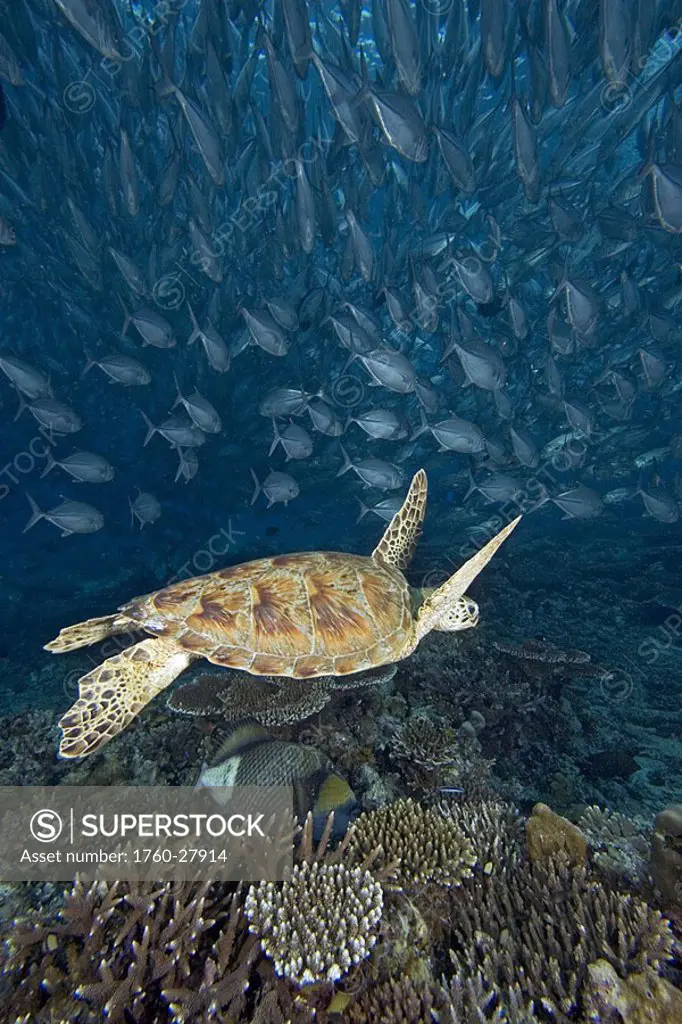 Malaysia, Sipidan, Green Sea Turtle Chelonia mydas with schooling fish