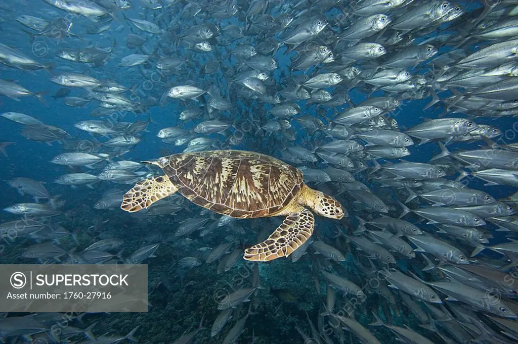 Malaysia, Sipidan, Green Sea Turtle Chelonia mydas with schooling fish