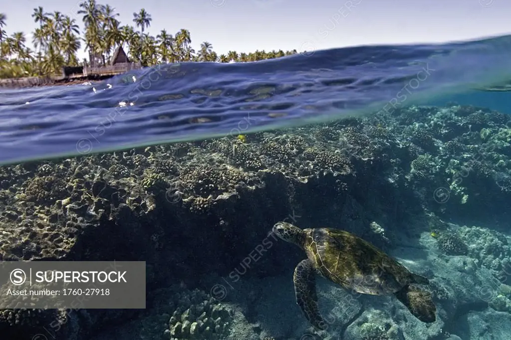 Hawaii, Big Island, Kona, Puuhonua O Honaunau, split image of a green sea turtle among coral and City of Refuge above