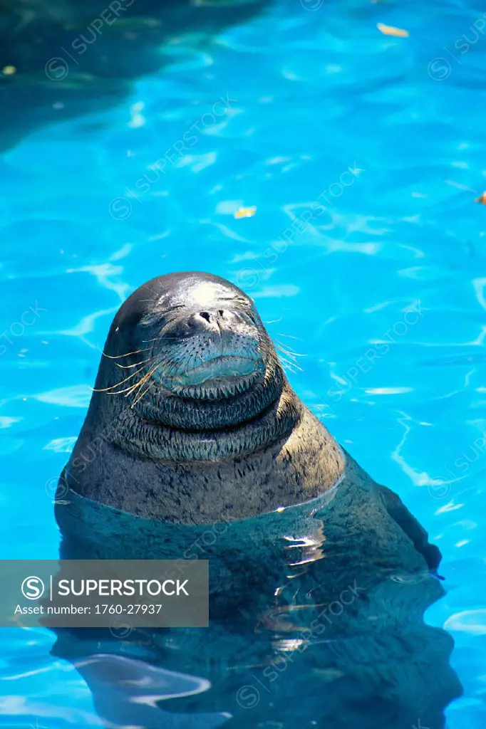 Hawaiian Monk Seal (Monachus schauinslandi) head out of water, endangered, in captivity