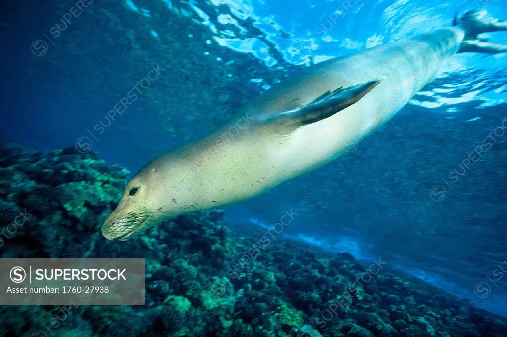 Hawaiian Monk Seal (Monachus schauinslandi) underwater, endangered and endemic