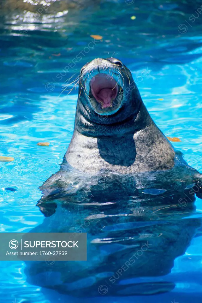 Hawaiian monk seal (Monachus schauinslandi) mouth open, half out of water, captivity
