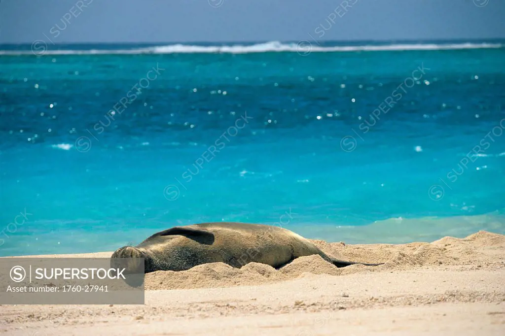 Midway Atoll, Hawaiian Monk Seal laying in sand w/ eyes closed, turquoise ocean bkgd