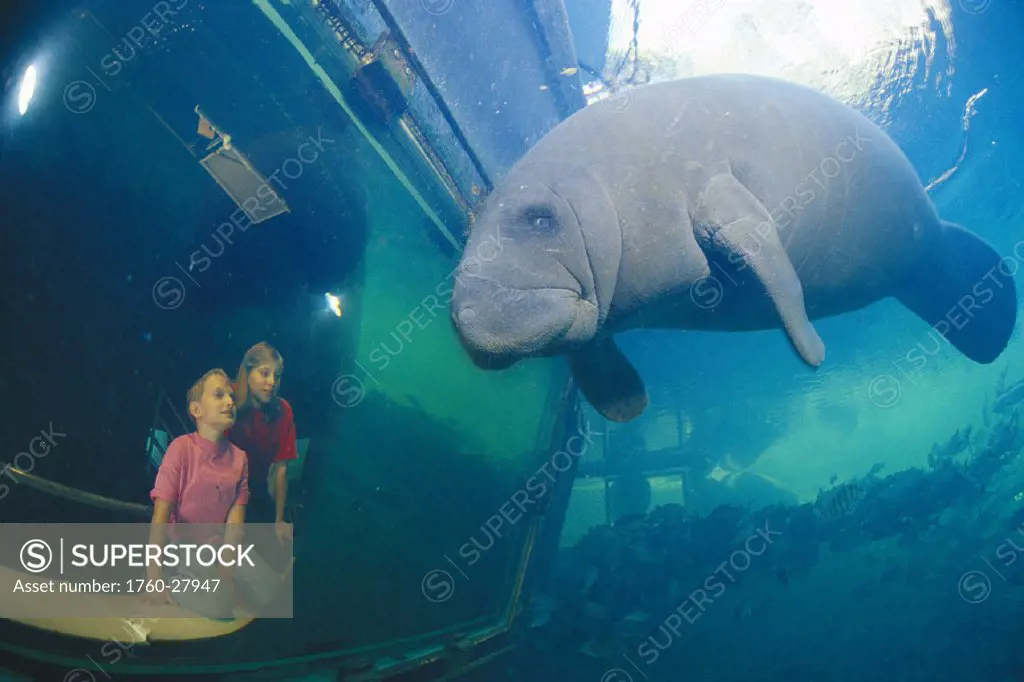 Florida Homossassa Spring SP manatee in observatory with children viewing
