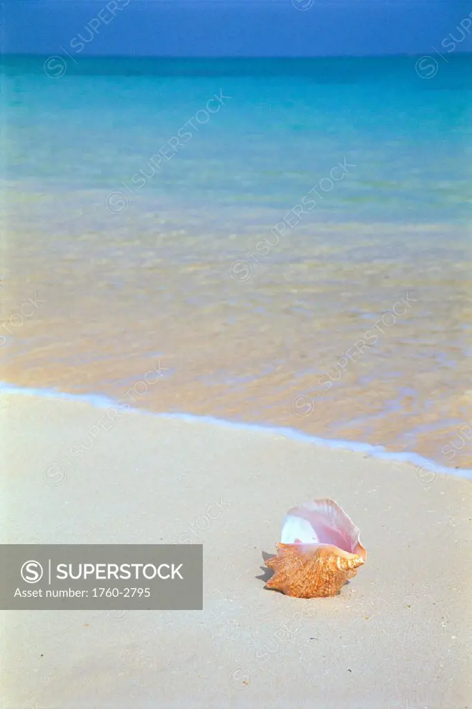 Conch shell in white sand along shoreline, shallow turquoise water C1757