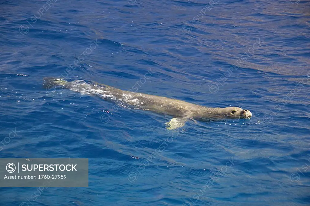 Hawaii, Niihau, Hawaiian monk seal, Monachus schauinslandi swims off Lehua Rock