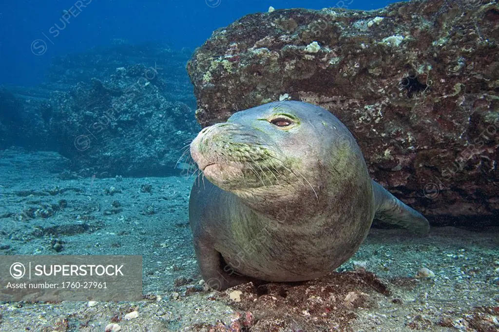 Hawaii, Niihau, Hawaiian monk seal, Monachus schauinslandi on the sandy ocean floor