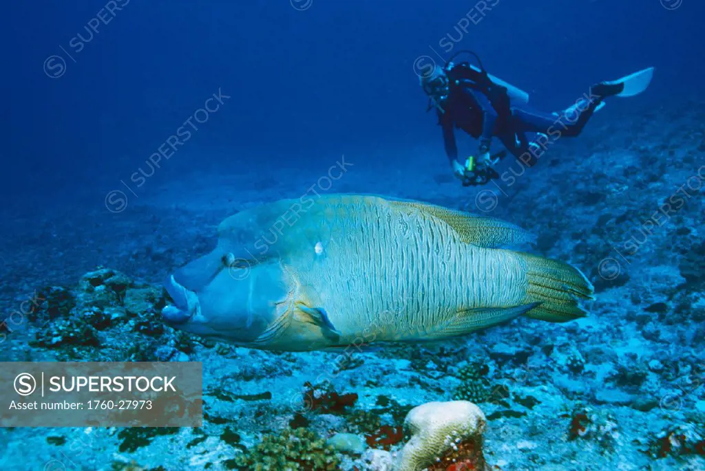 Palau, Napoleon wrasse close-up, diver background