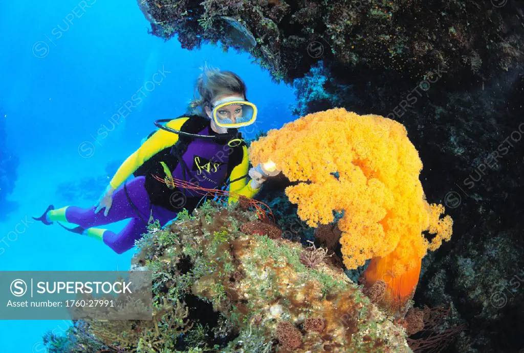 AUST, Great Barrier Reef scene woman diver looks at alcyonarian coral
