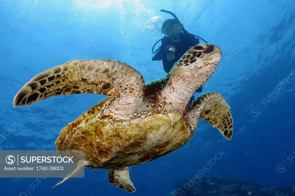 Hawaii, Green Sea turtle and Diver For use up to 13x20 only