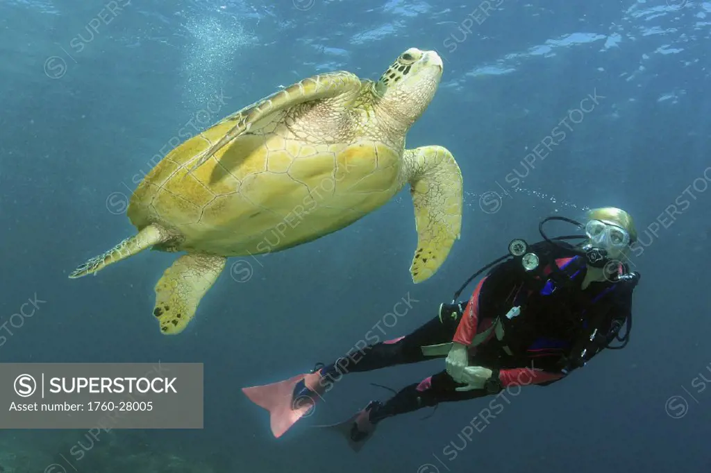 Hawaii, Diver swimming alongside Green Sea Turtle. For use up to 13x20 only