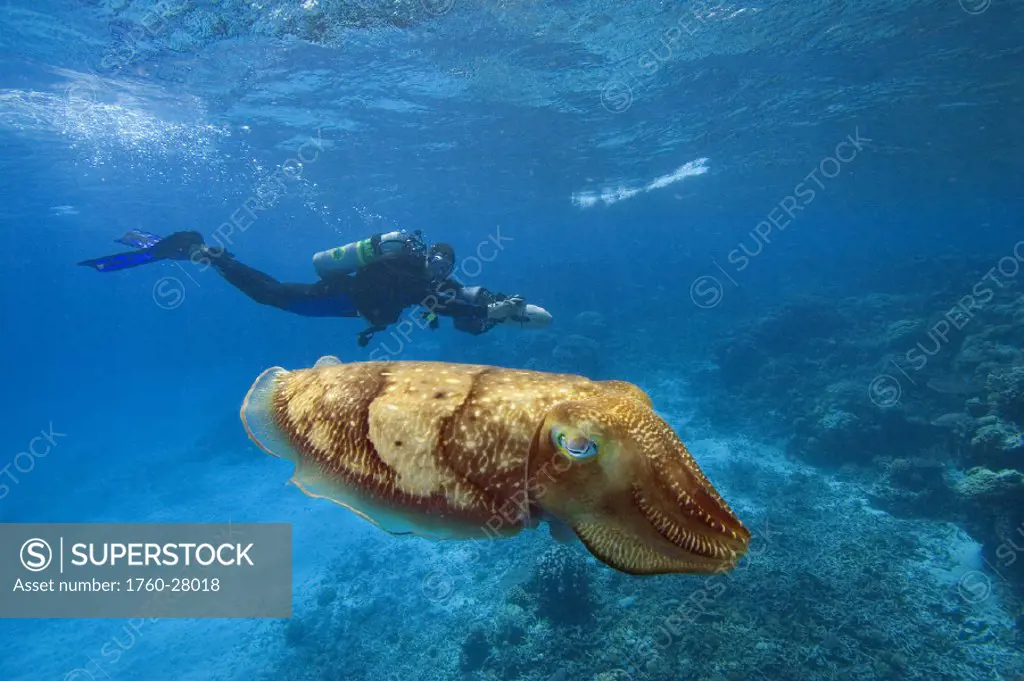 Micronesia, Palua, Diver on underwater scooter and a common cuttlefish, (Sepia officinalis) near the ocean floor.