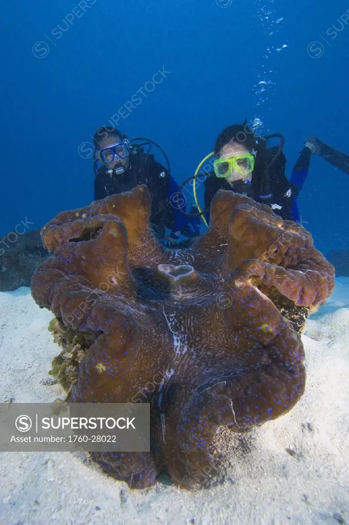 Micronesia, Palau, Clam City, divers and giant tridacna clam (Tridacna gigas), mantle detail.