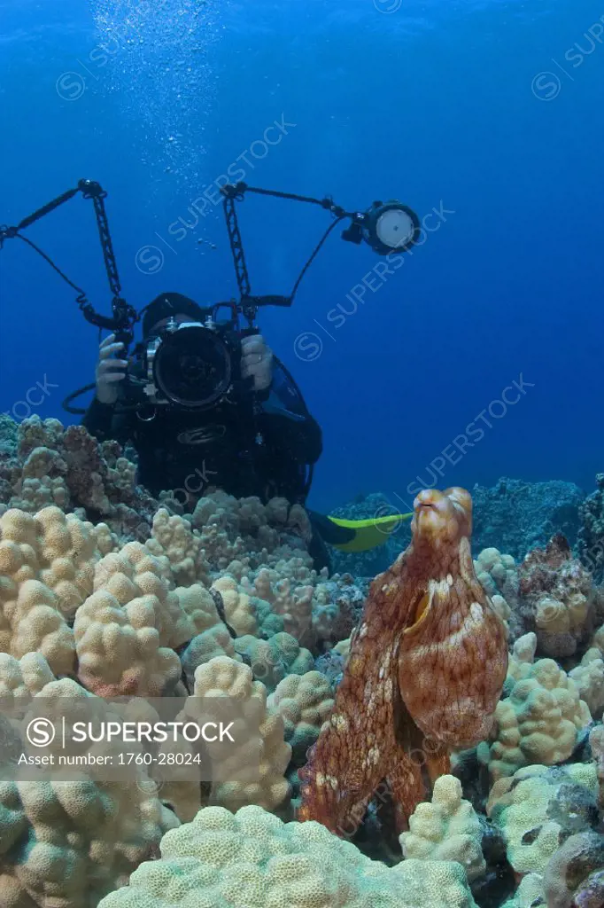 Hawaii, Day octopus (Octopus cyanea) and underwater photographer.