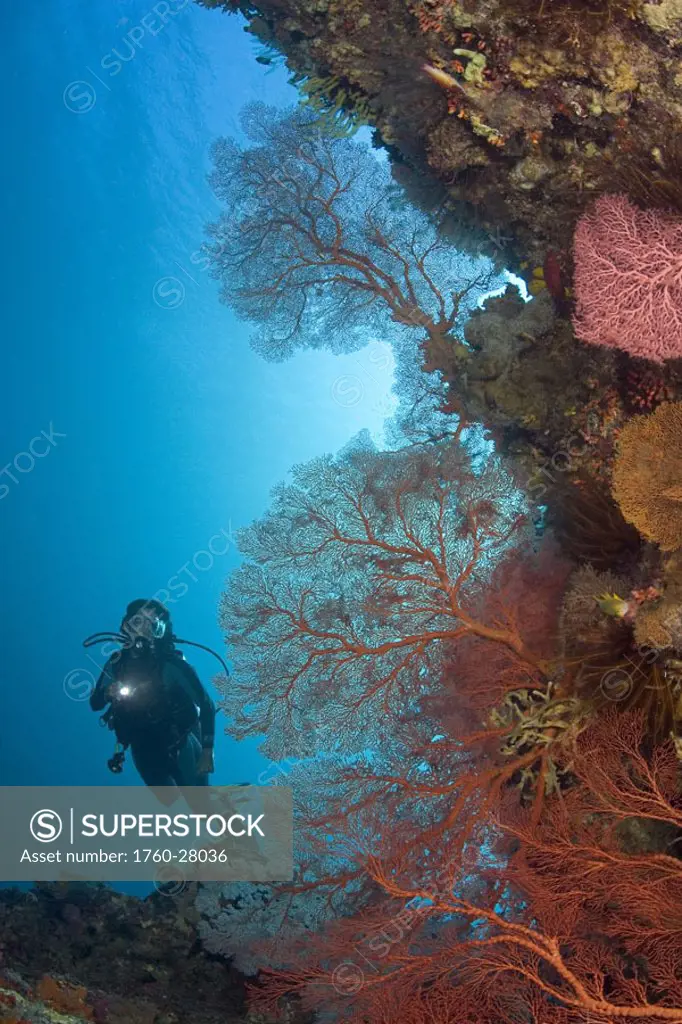 Indonesia, Gorgonian coral dominates this reef scene with a diver.