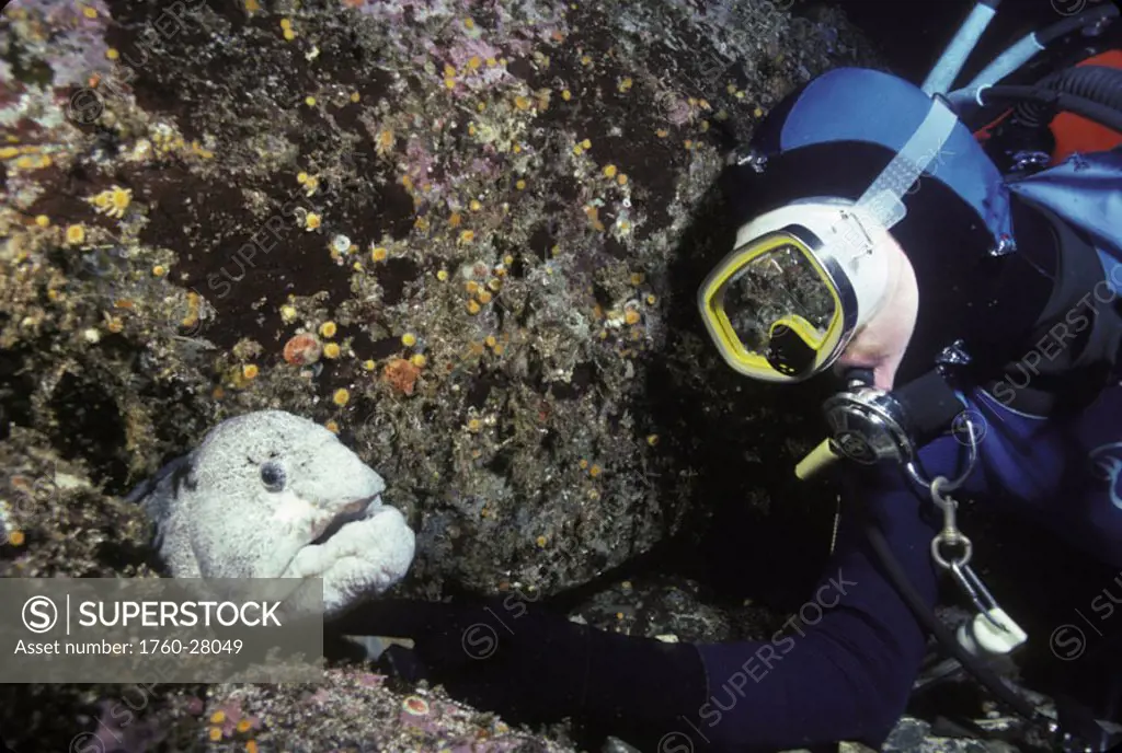 Canada, British Cloumbia, Diver touches a wolf-eel (Anarrhichthys ocellatus) poking it´s head out of the rocks.