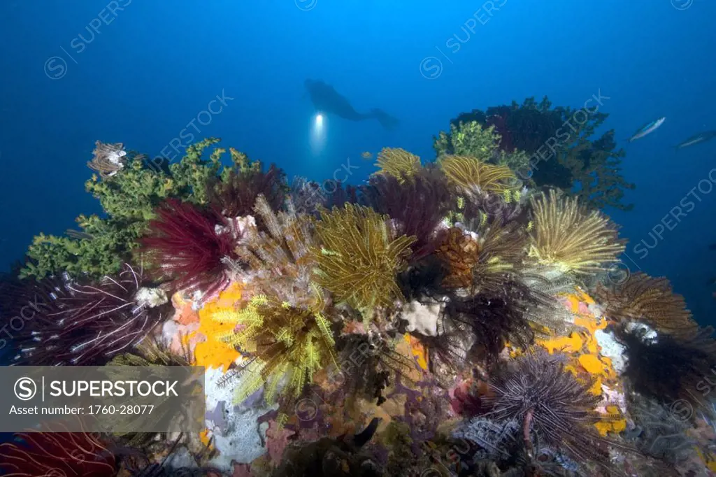 Indonesia, Komodo, Diver explores colorful reef.