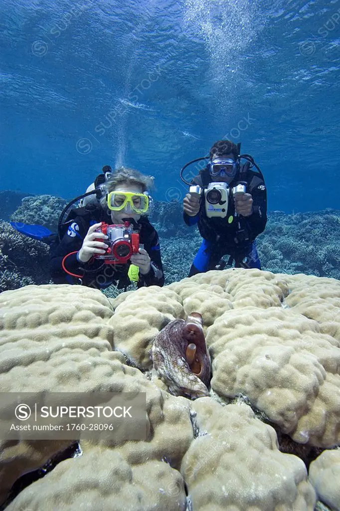 Micronesia, Palau, Divers with still and video cameras photograph an octopus Octopus cyanea hiding in the coral