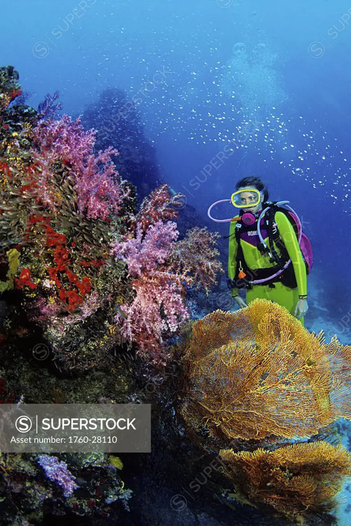 Thailand, A diver looks on as thousands of schooling cardinalfish Rhabdamia cypselura hover over this soft coral encrusted reef