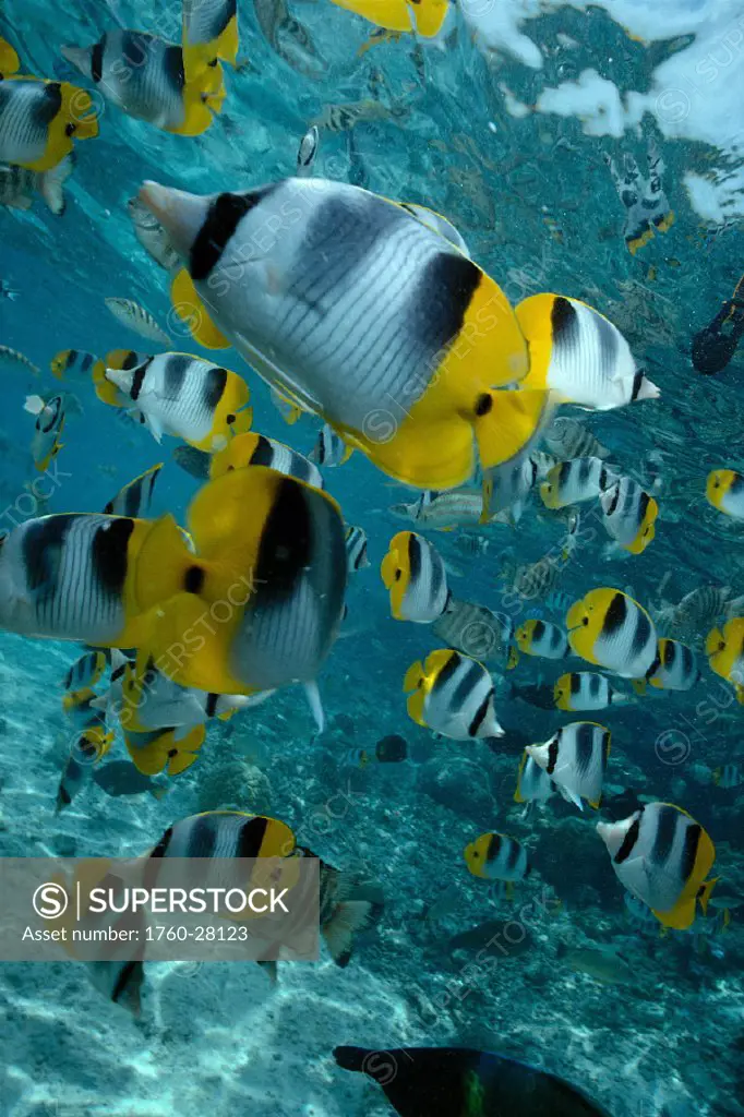 French Polynesia, Bora Bora, School of butterflyfish, closeup in shallow ocean, over reef and near surface
