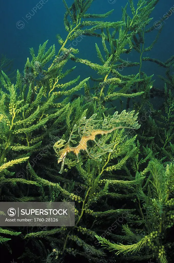 Australia, Spencer Gulf, Leafy Sea Dragon Phycodurus eques near seaweed