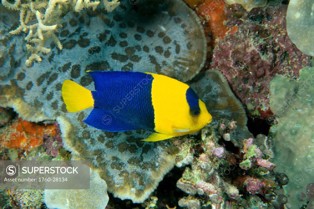 Fiji, Bicolor angelfish (Centropyge bicolor) side view, closeup