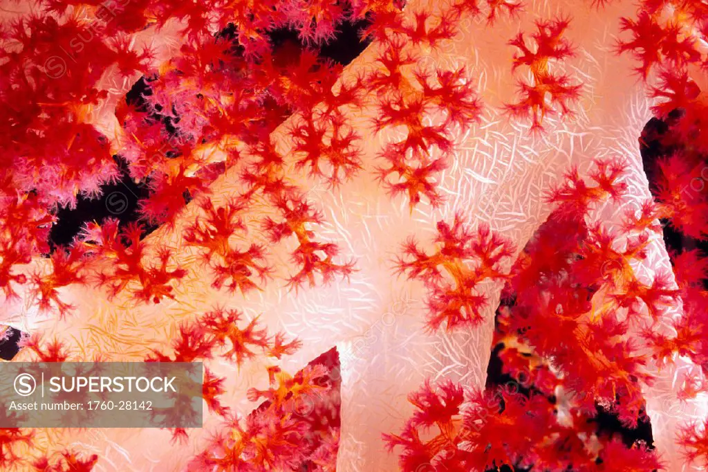 Closeup of Alcyonarian coral with supporting bundles of sclerites, pink red & white, (Dendronephthya sp)