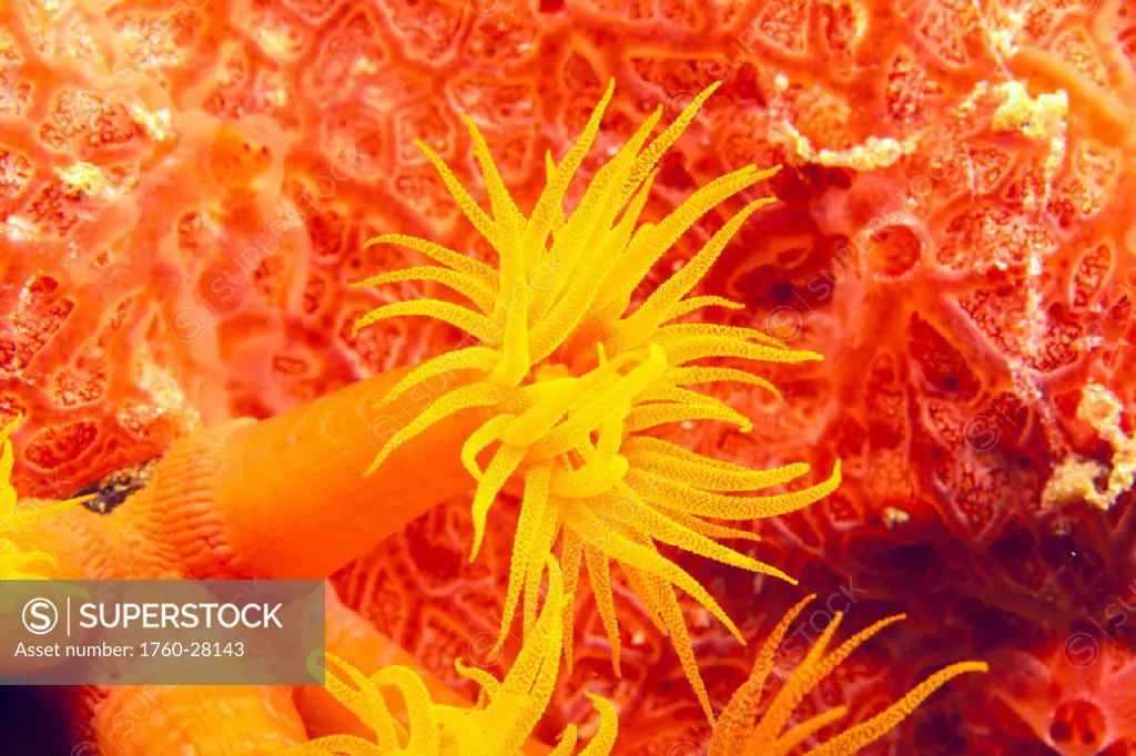 Detailed view of orange tube coral (Tubastrea faulneri)