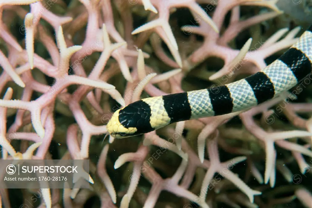 Fiji, Colubrine sea snake (Laticauda colubrina) c/u top view over hard coral