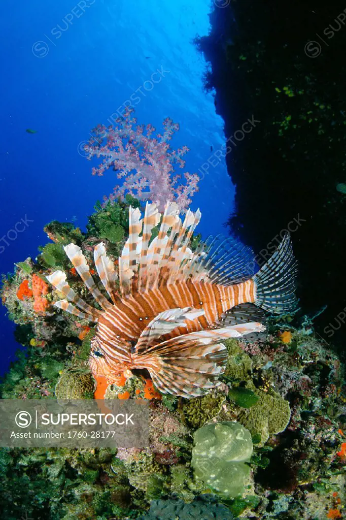 Fiji, Lionfish (Pterois volitans) and alcyonarian coral (Dendronephthya sp)