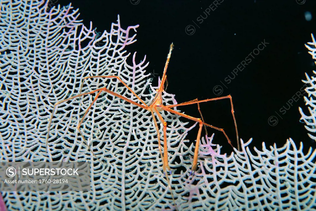 Caribbean, Bahamas, Closeup of spider crab on white textured bkgd against black