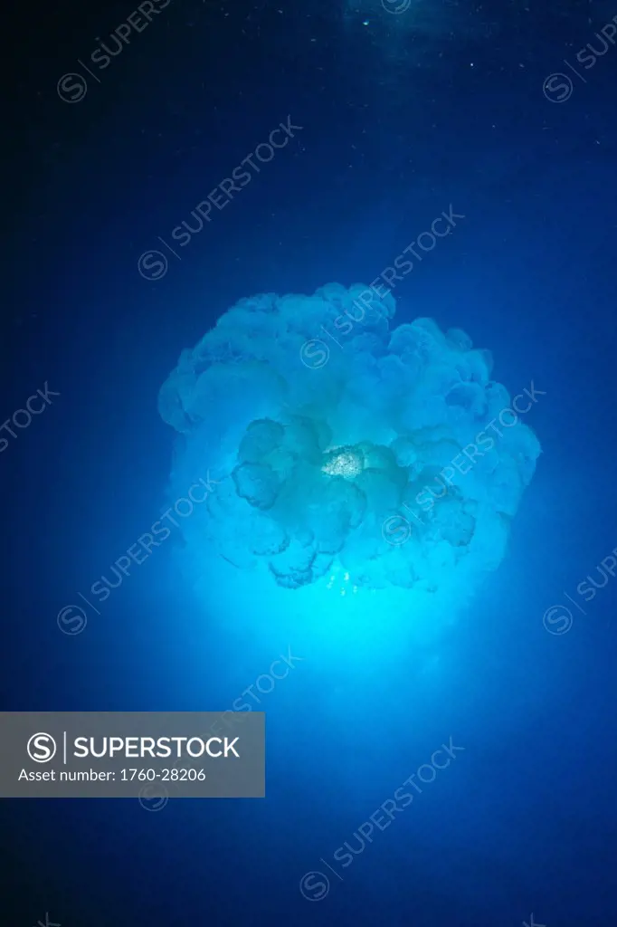 Australia, Jellyfish with sunburst directly above, effect of illumination