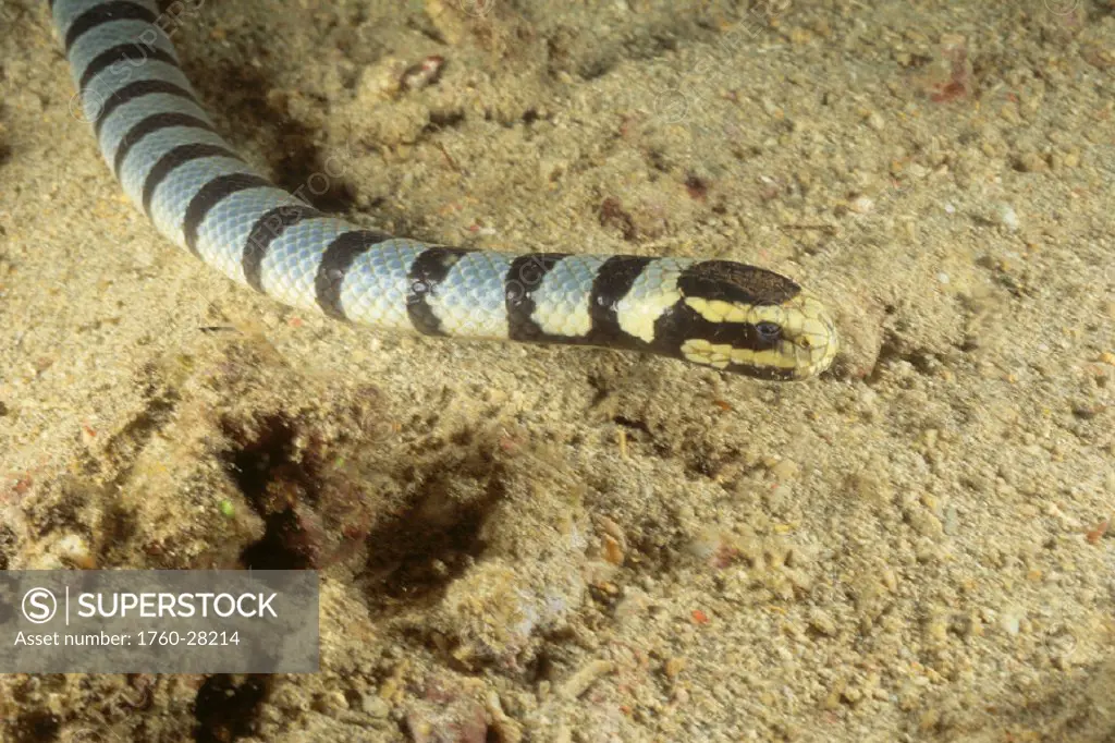 Indonesia, Colubrine sea snake (Laticauda colubrina) c/u of head & part of body