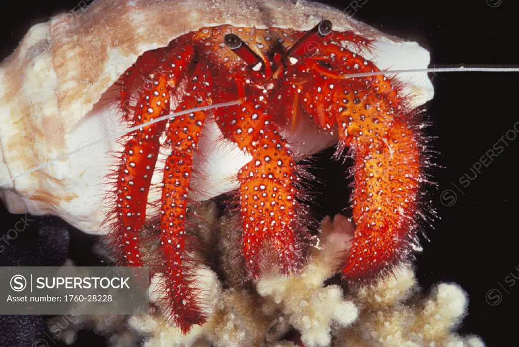 Fiji, Lau Islands, Hermit crab, close-up front view