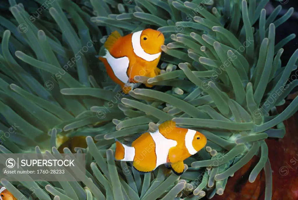 PNG two clownfish (Amphiprion percula) in giant anemone (Heteractis magnifica) Susan´s Reef, New Britain, Kimbe Bay
