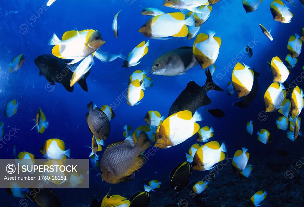 Micronesia Saipan The Grotto pyramid butterflyfish & other tropical fish blue ocean (Hemitaurichthys polylepis)