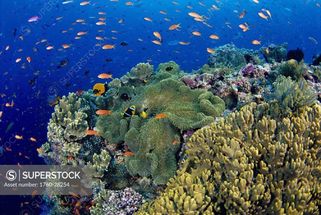 Fiji reef scene w/ orange-fin anemonefish in anemone school lyretail anthias Amphiprion chrysopterus (Stichodactyla mertensii) Pseudanthias squamipinn...