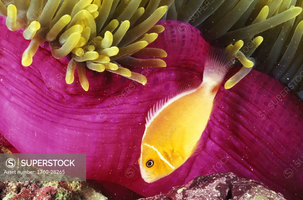 Micronesia, Bright orange anemone fish swim near pink anemone and coral.