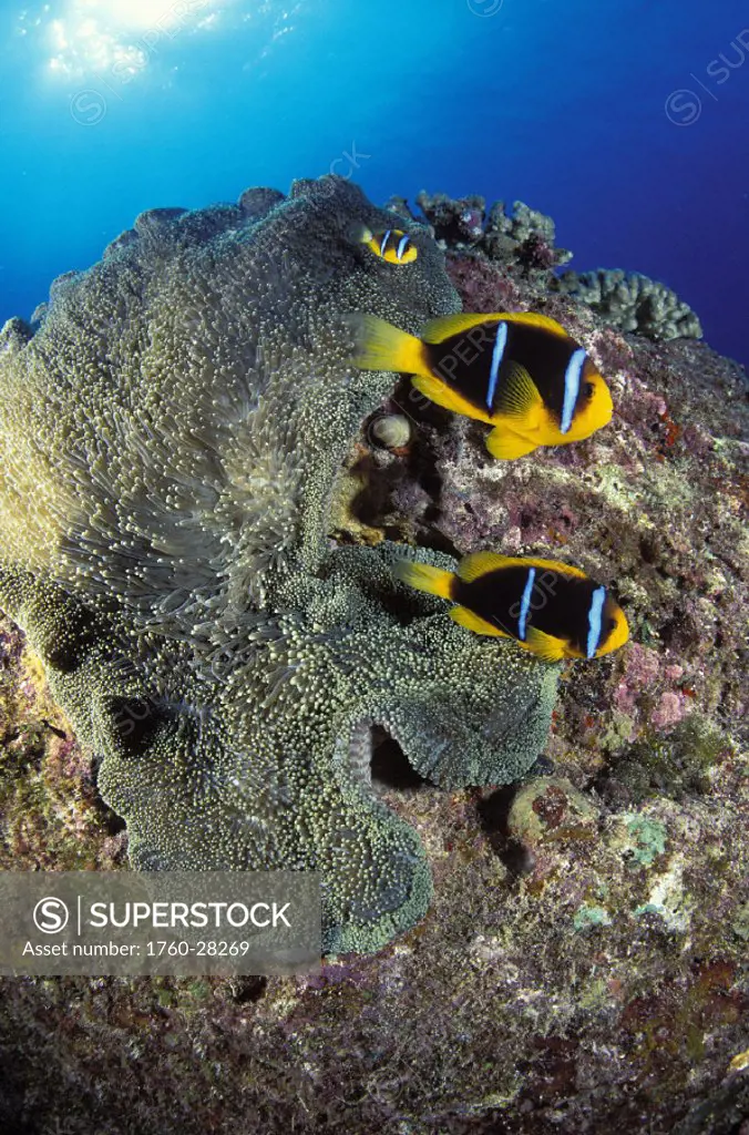 Mariana Islands, Saipan, Three Orange-fin anemone fish and anemone in blue ocean.