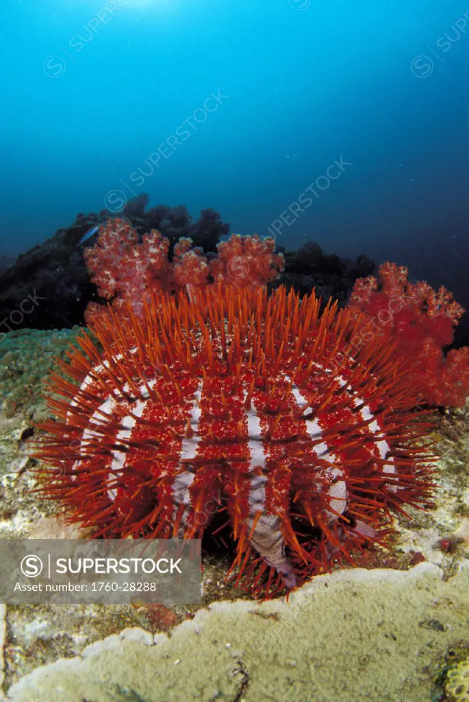 Thailand, reef scene with crown-of-thorns starfish (Acanthaster planci) .