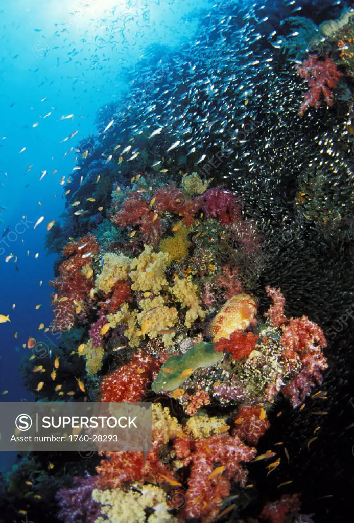 Thailand, Colorful reef scene with alcyonarian coral and schooling cardinal fish.
