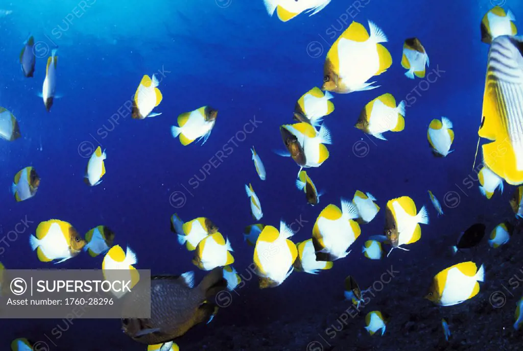 Mariana Islands, Saipan, Pyramid Butterflyfish and other tropical fish blue ocean
