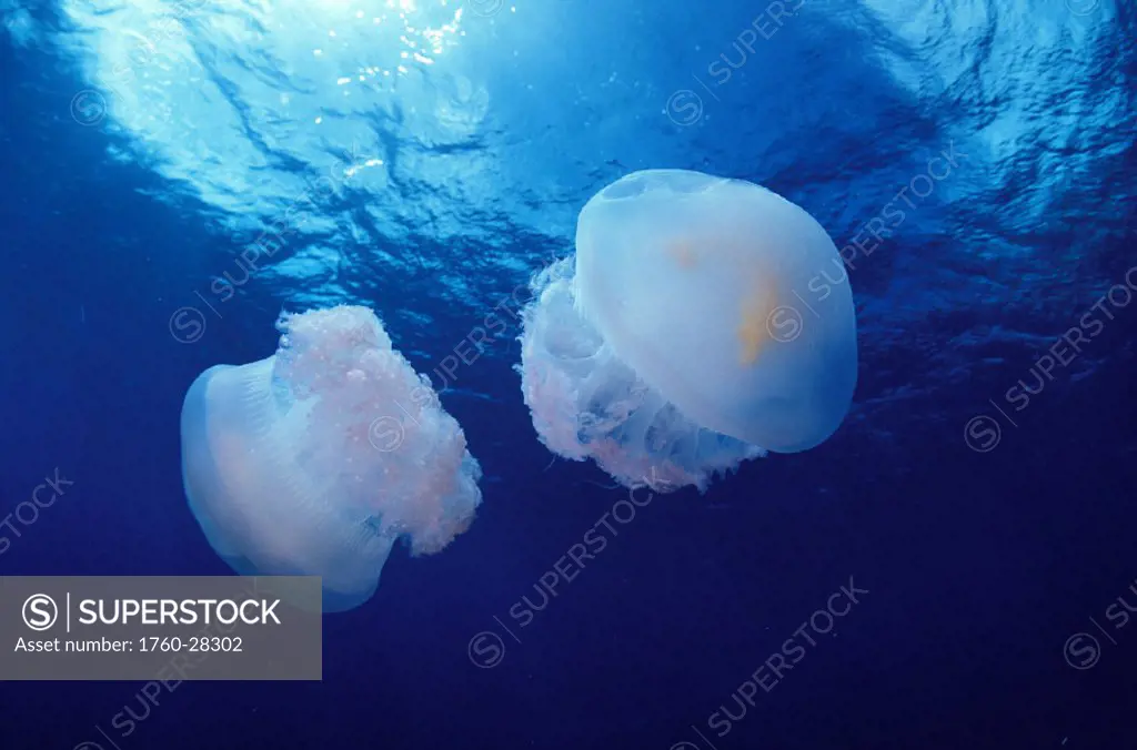 Marshall Islands, Kwajalein Atoll, Pair of jellyfish (Olindas sp)